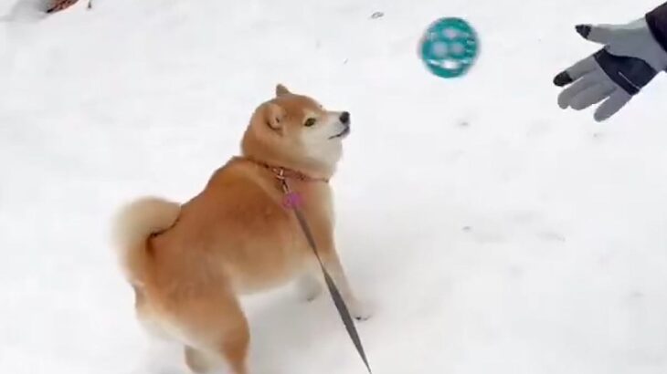 犬にボールを投げた結果→『喜んで遊ぶかな』と思ったら…コントのような『まさかの反応』に7万いいね「初めて見たｗ」「ツンデレで草」と爆笑(ブログ)