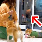 帰省した息子が突然『窓』から現れた結果→4匹の犬が…気づいた瞬間に『テンションMAXになる光景』が16万再生「狂喜乱舞ｗ」「愛されてる」(ブログ)