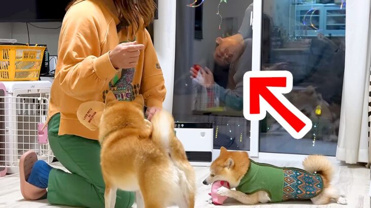 帰省した息子が突然『窓』から現れた結果→4匹の犬が…気づいた瞬間に『テンションMAXになる光景』が16万再生「狂喜乱舞ｗ」「愛されてる」(ブログ)