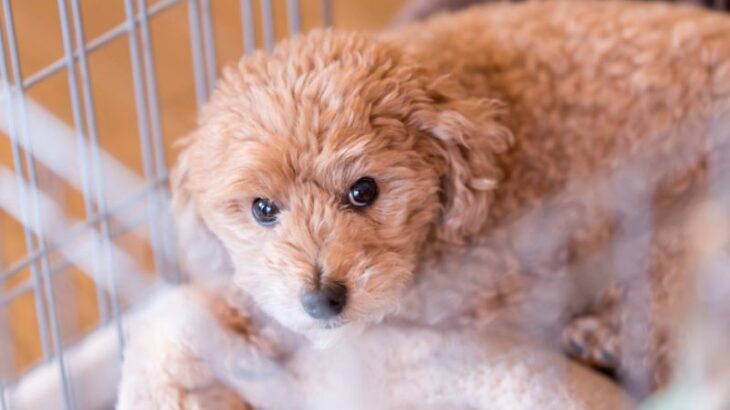 犬の飼い主が絶対やってはいけない『最悪な行為』５選　信頼関係が失われたときに愛犬がみせるサインまで(ブログ)