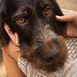 犬が膝の上に乗りたがる『4つの心理』甘えたいから？止めさせるべきタイミングまで(ブログ)