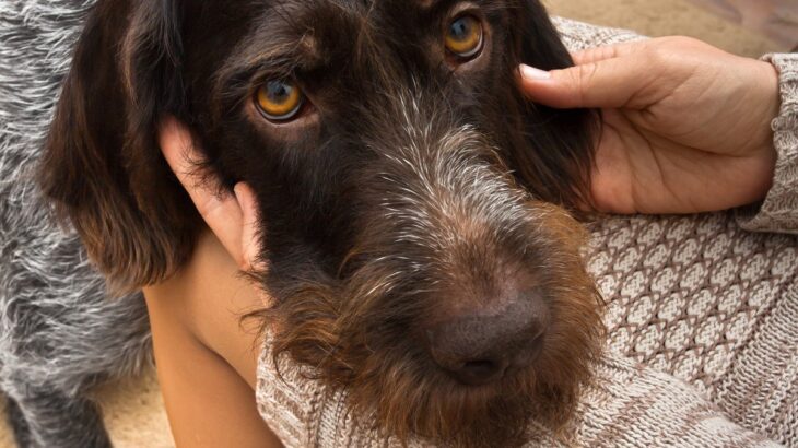 犬が膝の上に乗りたがる『4つの心理』甘えたいから？止めさせるべきタイミングまで(ブログ)