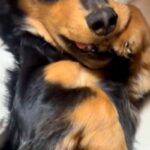 おばあちゃんに撫でてもらう犬→まるで孫のようで…甘えん坊全開な『可愛すぎる光景』が4万再生「上目遣いがキュート」「お手々くわえてるｗ」(ブログ)