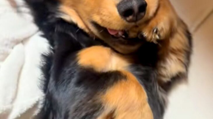 おばあちゃんに撫でてもらう犬→まるで孫のようで…甘えん坊全開な『可愛すぎる光景』が4万再生「上目遣いがキュート」「お手々くわえてるｗ」(ブログ)