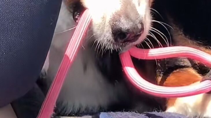 絶対に車から降りたくない大型犬→外に出た同居犬を『道連れ』にして…まさかの表情が48万再生「悪い顔で草」「そんなに外嫌いなんｗｗ」と爆笑(ブログ)