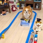 『貨物列車のおもちゃ』で遊ぶ犬→天才すぎる『本物の運転手のような腕前』に驚きと称賛の声「鉄オタ犬ｗｗ」「わたしより賢い」と29万再生(ブログ)