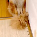 『警察犬』として働いていた大型犬→引退後、新しい家族に引き取られた結果…素敵な『余生の過ごし方』が78万再生「人みたいｗ」「沢山甘えて」(ブログ)