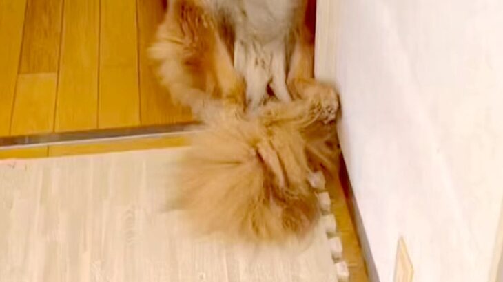 『警察犬』として働いていた大型犬→引退後、新しい家族に引き取られた結果…素敵な『余生の過ごし方』が78万再生「人みたいｗ」「沢山甘えて」(ブログ)