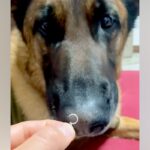 大型犬に『外したてのピアス』を嗅がせた結果→くさいはずなのに…まさかのリアクションが11万再生「口がｗｗ」「クセになる香り…なのか？」(ブログ)