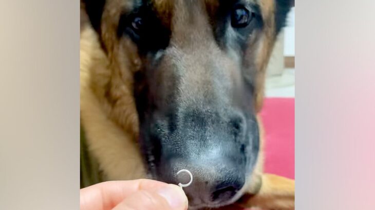 大型犬に『外したてのピアス』を嗅がせた結果→くさいはずなのに…まさかのリアクションが11万再生「口がｗｗ」「クセになる香り…なのか？」(ブログ)
