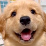 ゴールデンレトリバーの子犬が『猫に育てられた』結果→影響を受け過ぎている光景に225万再生の反響「犬らしさ忘れてるｗ」「最高なコンビ」(ブログ)