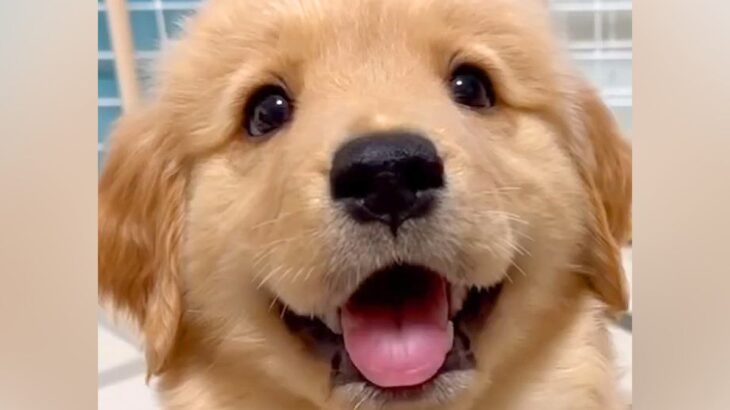 ゴールデンレトリバーの子犬が『猫に育てられた』結果→影響を受け過ぎている光景に225万再生の反響「犬らしさ忘れてるｗ」「最高なコンビ」(ブログ)