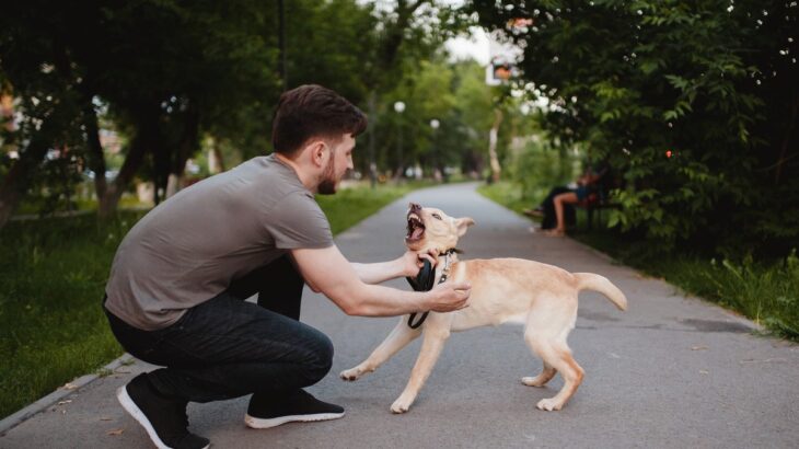犬を怖がらせる『人間の見た目』とは？日頃から気をつけるべき服装や不安にさせないコツまで(ブログ)