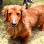 【獣医師執筆】赤み、フケ、激しい痒み…13歳のダックスが皮膚リンパ腫と向き合った769日(ブログ)