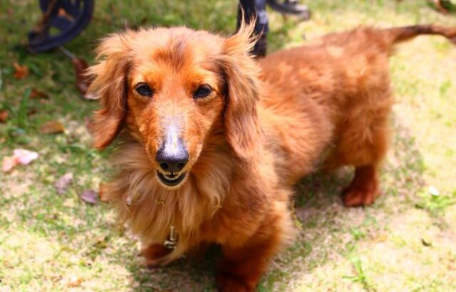 【獣医師執筆】赤み、フケ、激しい痒み…13歳のダックスが皮膚リンパ腫と向き合った769日(ブログ)