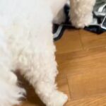 やけに静かな犬→『おかしいな』と思って見てみたら…怒るに怒れない『まさかの光景』に反響「ダメでしたか？って顔ｗ」「可愛いから許しちゃう」(ブログ)