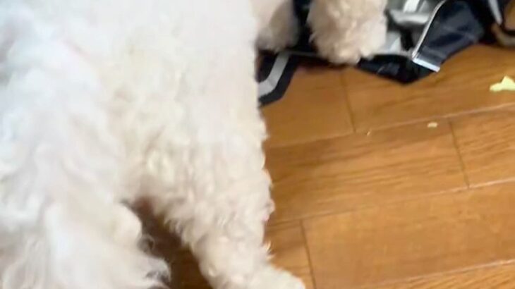 やけに静かな犬→『おかしいな』と思って見てみたら…怒るに怒れない『まさかの光景』に反響「ダメでしたか？って顔ｗ」「可愛いから許しちゃう」(ブログ)