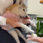 17歳の老犬と一緒に『餅つき』をした結果→家族愛に溢れた『泣ける光景』が43万再生の反響「幸せに溢れてて涙」「全てが愛おしい空間」(ブログ)