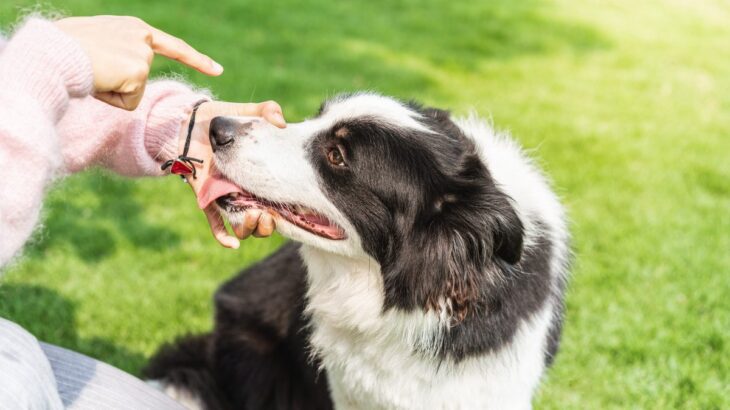 犬にやってはいけない『しつけ』5つ　問題行動を悪化させる可能性も…正しい指示の出し方まで解説(ブログ)