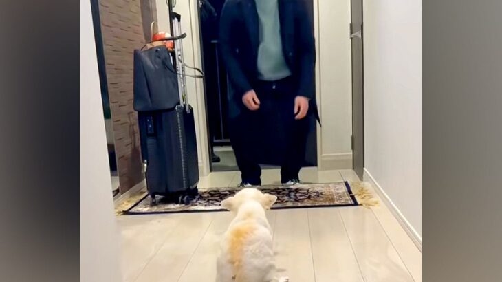 体が上手く動かず、目が見えない老犬と『1年ぶりの再会』を果たした結果…涙が止まらない『気付いた瞬間の行動』が64万再生「嬉しいの伝わる」(ブログ)