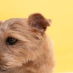 犬が『落ち込んでいる』サイン5選　がっかりしているときにみせる態度や期待を裏切らないための行動まで(ブログ)