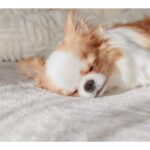 犬の寝相から分かる『性格』5選　寝姿に隠された愛犬の本音や判断する方法までご紹介(ブログ)