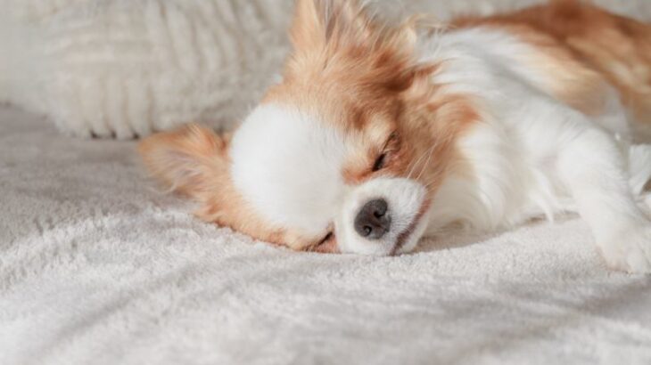 犬の寝相から分かる『性格』5選　寝姿に隠された愛犬の本音や判断する方法までご紹介(ブログ)