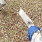 お友達犬を追いかけるシベリアンハスキー→お顔を見てみると…恐怖するレベルの『表情』に2万いいね「勇ましいｗ」「まるで捕食者のソレで草」(ブログ)