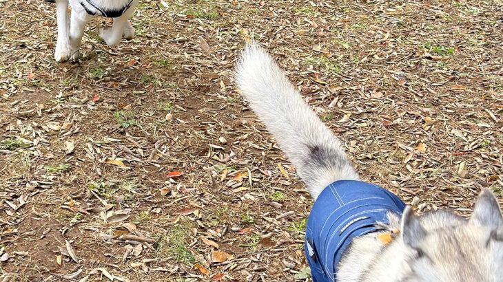 お友達犬を追いかけるシベリアンハスキー→お顔を見てみると…恐怖するレベルの『表情』に2万いいね「勇ましいｗ」「まるで捕食者のソレで草」(ブログ)