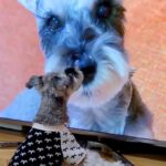 『犬の番組』を見るのが好きなワンコ→『もし自分が出ていたらどうするのか』検証した結果…まさかの行動が31万再生「笑った」「めちゃ可愛い」(ブログ)