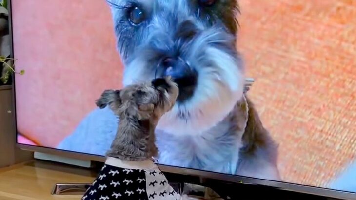 『犬の番組』を見るのが好きなワンコ→『もし自分が出ていたらどうするのか』検証した結果…まさかの行動が31万再生「笑った」「めちゃ可愛い」(ブログ)