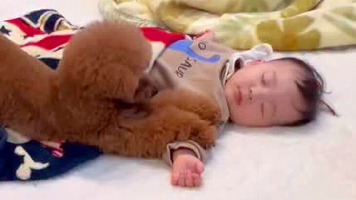 『ぼくが守る』いつも赤ちゃんのことを警備していた犬→1年後…愛おしい『成長』を遂げた光景が11万再生「賢くて優しい」「今を楽しんで」(ブログ)