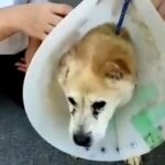 首輪の代わりにワイヤーをつけられた『迷子の老犬』を保護→愛情を与えた結果…『表情に変化』に思わず涙が出ると26万再生「本当に良かった」(ブログ)