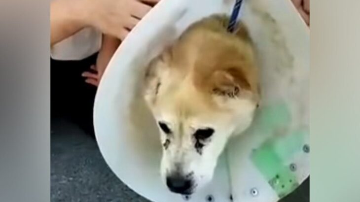 首輪の代わりにワイヤーをつけられた『迷子の老犬』を保護→愛情を与えた結果…『表情に変化』に思わず涙が出ると26万再生「本当に良かった」(ブログ)