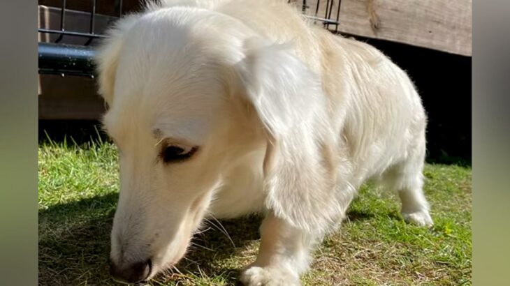 『2回捨てられたガリガリの犬』大人に怯え、3年が経った現在は…涙が止まらない『壮絶な物語』が209万再生「なんて酷い」「幸せになって」(ブログ)