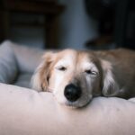 『ペットロス』になりやすい人の特徴4選　少しでも心を軽くするために知っておきたいことまで(ブログ)