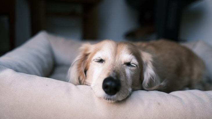 『ペットロス』になりやすい人の特徴4選　少しでも心を軽くするために知っておきたいことまで(ブログ)