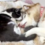 『生後9ヶ月の子猫』と一緒に転がる大型犬→ギャップがたまらない『意外な光景』に1万いいね集まる「めっちゃ甘えてる」「猫も照れてますね」(ブログ)