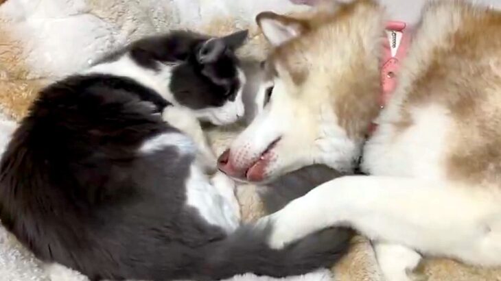 『生後9ヶ月の子猫』と一緒に転がる大型犬→ギャップがたまらない『意外な光景』に1万いいね集まる「めっちゃ甘えてる」「猫も照れてますね」(ブログ)