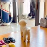 ママの帰りを待ちわびる犬→先におじいちゃんが帰宅した結果…まさかの『露骨すぎる対応の差』が12万再生「反応がわかりやすいｗ」「笑ったｗ」(ブログ)