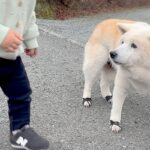 2頭の犬が『1歳の男の子』に出会ったら…癒やし溢れる『平和な光景』が最高だと11万再生「幸せの風景」「愛おしさの詰め合わせ」と絶賛の声(ブログ)