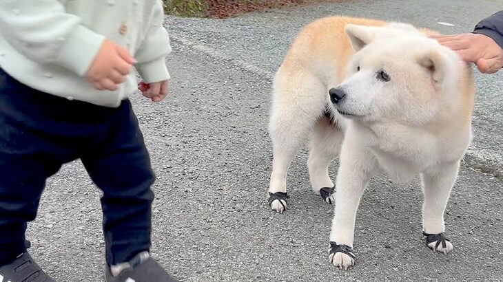 2頭の犬が『1歳の男の子』に出会ったら…癒やし溢れる『平和な光景』が最高だと11万再生「幸せの風景」「愛おしさの詰め合わせ」と絶賛の声(ブログ)