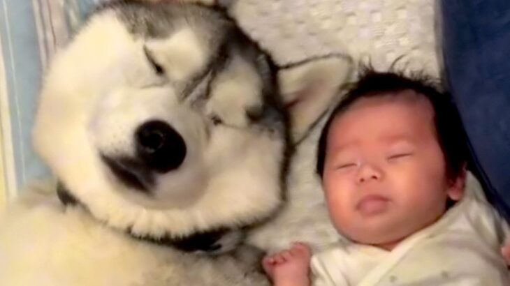 『赤ちゃんに育てられた大型犬…？』一緒に過ごしていくうちに覚えてしまった『まさかの行動』が153万再生「大きな赤ちゃんで草」「可愛すぎ」(ブログ)