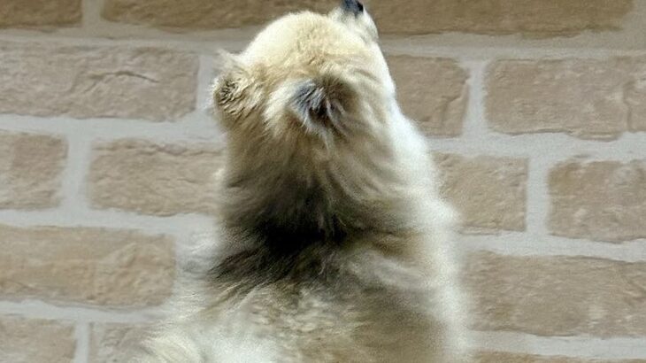 医者から『後ろ足の筋肉』を褒められた小型犬→飼い主だけが知っている『本当の理由』に5万いいね「自主トレで草」「忍者犬すげぇｗｗ」の声(ブログ)