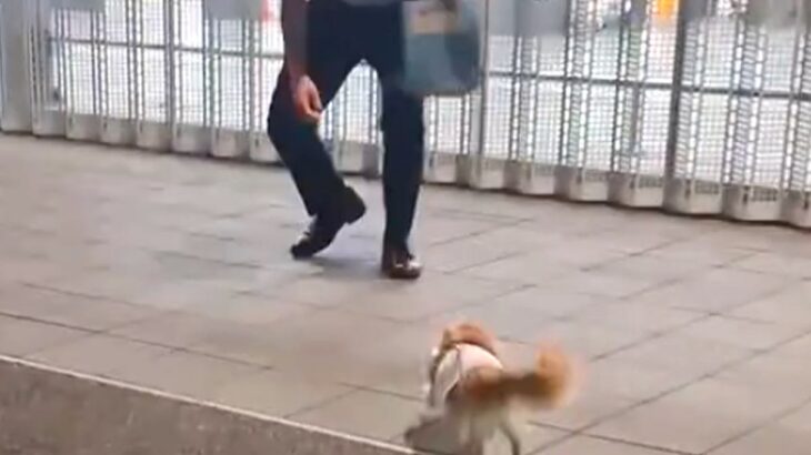 単身赴任中のパパと『3週間ぶり』に会った犬　「駆け寄ってて可愛すぎる」「見てるだけで幸せ」愛に溢れた『再会の瞬間』に10万再生の反響(ブログ)