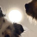 『はい、すいません、起きます』ふと目が覚めると、2匹の犬が…絶対二度寝できない光景に3万いいね「めっちゃ圧で草」「観察されてるｗ」(ブログ)