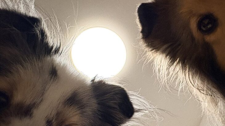 『はい、すいません、起きます』ふと目が覚めると、2匹の犬が…絶対二度寝できない光景に3万いいね「めっちゃ圧で草」「観察されてるｗ」(ブログ)