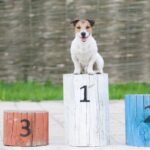 『負けず嫌いな犬』の特徴5つ　どんな行動を見せる？トラブルを防ぐための方法まで(ブログ)