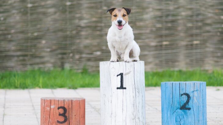 『負けず嫌いな犬』の特徴5つ　どんな行動を見せる？トラブルを防ぐための方法まで(ブログ)