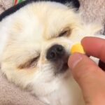 爆睡している犬の前におやつを差し出した結果→気づいた瞬間に…衝撃の瞬発力が323万再生「はやっｗｗ」「目がキマってて草」と爆笑の声(ブログ)